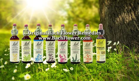 Original Bach Flower Remedies - Information and Sale - Info@BachFlower.com - 1-800-214-2850