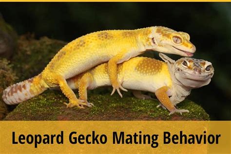 Leopard Gecko Mating Behavior Explained | ZooAwesome