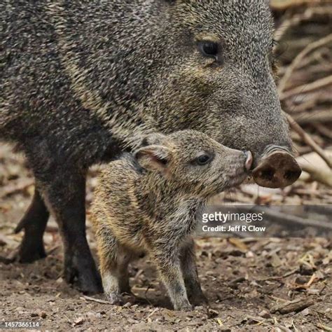 19 Baby Javelina Stock Photos, High-Res Pictures, and Images - Getty Images