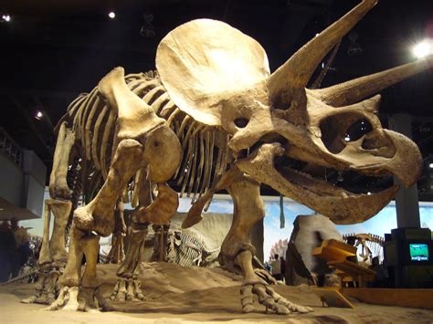 Most Popular Dinosaur Fossils Discovered | Archeology