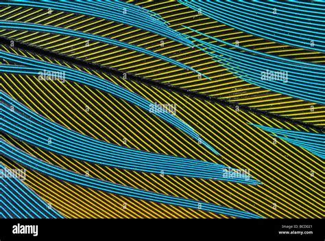 PARROT FEATHERS yellow and blue. close detail Stock Photo - Alamy