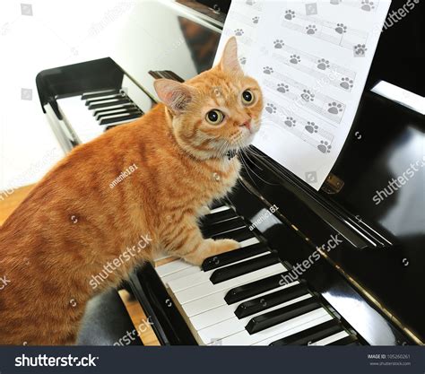 A Yellow Cute Cat Playing The Piano Stock Photo 105260261 : Shutterstock