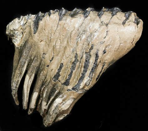 7.6" Rare Fossil Palaeoloxodon M2 Molar - Germany (#45361) For Sale - FossilEra.com