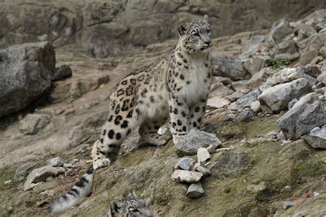 Snow Leopard Habitat And Adaptations Quiz Answer Key › Athens Mutual Student Corner