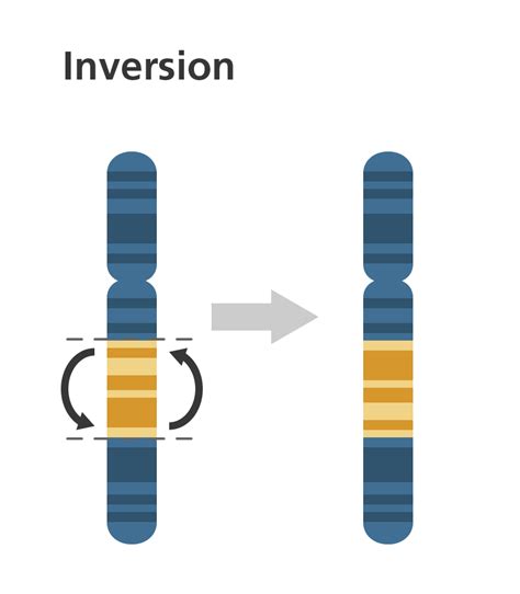 Simple Chromosome Diagram