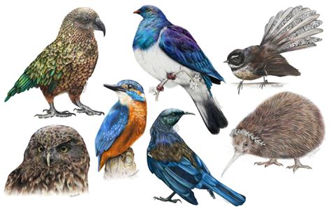 Messages from birds: New Zealand’s native birds are the tweeters you ...