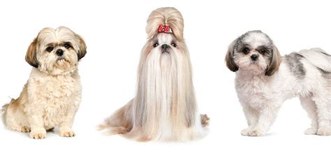 Shih Tzu Haircuts, Trims, & Styles - PlayBarkRun