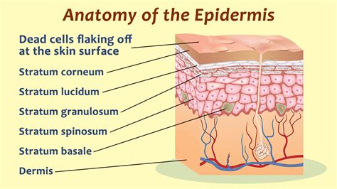 Human Epidermis Skin Structure | Layers of the epidermis, Epidermis, Skin structure