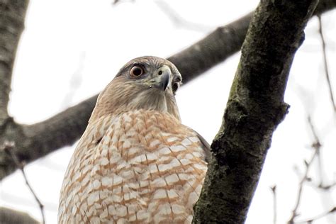 Hawks & Flocks: Predators at Bird Feeders - Birdseed & Binoculars