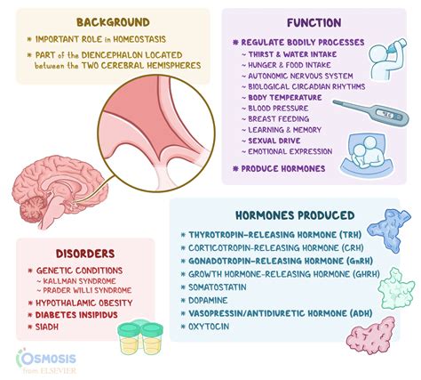 Hypothalamus Hormones List | Hot Sex Picture