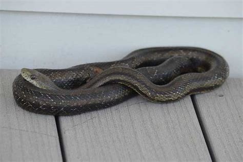 5 Kinds of Rat Snakes in Georgia (Pictures & Facts) - Reptile Jam