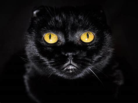 wallpaper: Yellow Eyes cat Wallpapers