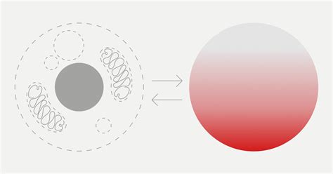 The Autophagy-Inflammation Connection: Explore the Science | Mitopure