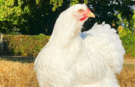 Cochin Chicken: Temperament, Care & Breed Info | Chicken Fans