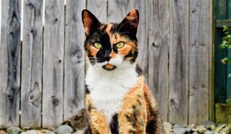 Brown Cat Names: 456 Awesome Names for Your Furry Companion