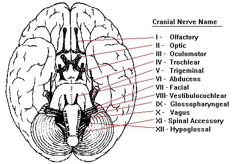 Neuroscience for Kids - Cranial Nerves