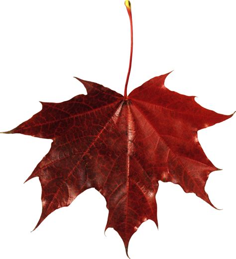 autumn leaves cutout 12629322 PNG