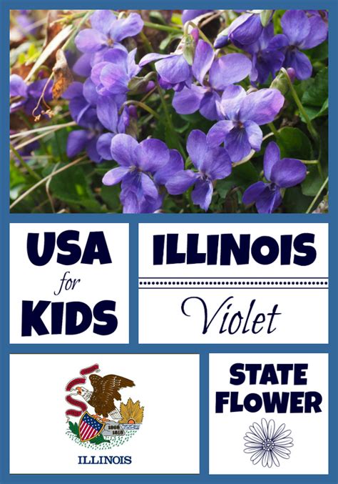 Illinois State Flower - Violet by USA Facts for Kids