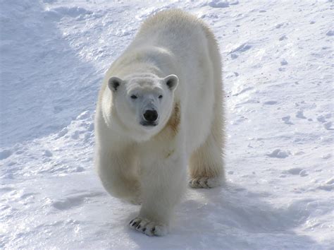 Polar bears habitat - Zoo sauvage de Saint-Félicien