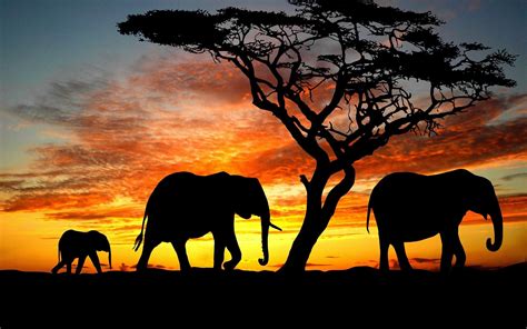 Animal Elephant HD Wallpapers - Wallpaper Cave