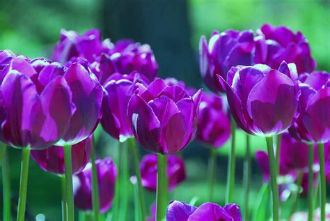 Purple Tulips Photograph by Allen Beatty - Pixels