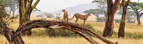 Tanzania wildlife Experience FAQs | Tanzania Safaris Tours | Tanzania