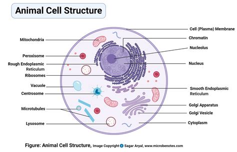 Animal Cell Worksheet Answers - Wordworksheet.com