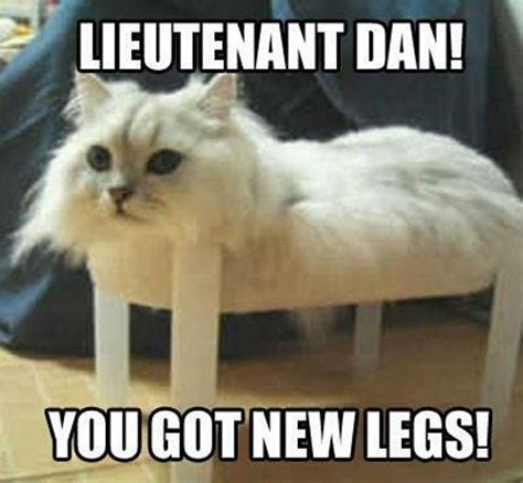 15 Cat Memes to Brighten Your Day