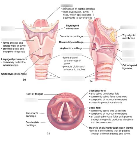 Larynx Diagram | Quizlet