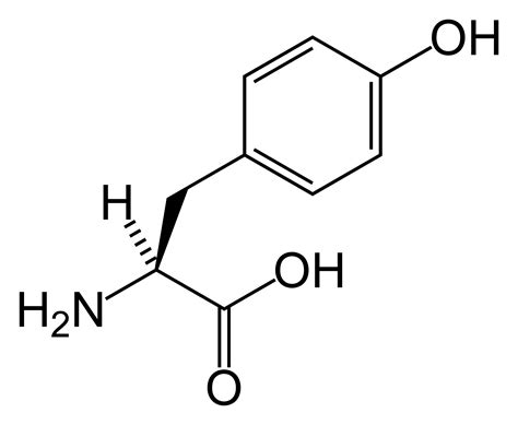 Phenylalanine hydroxylase - wikidoc