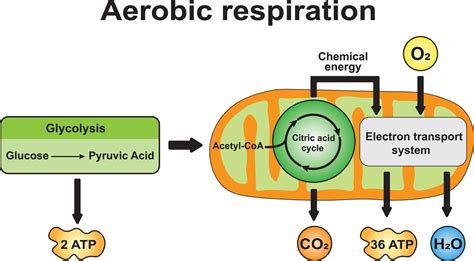 Aerobic Respiration - 88Guru