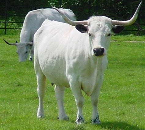 30 Best Cow Breeds for Meat and Milk You'll Want to Know About