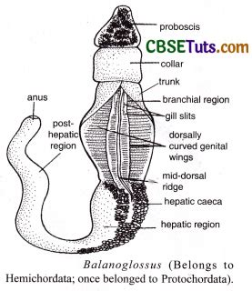 Hemichordata Anatomy