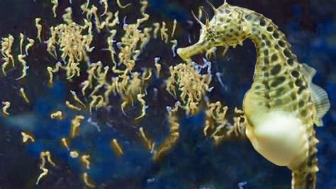 🔥 male seahorse giving birth to thousands of baby seahorses only species of animal for a male to ...