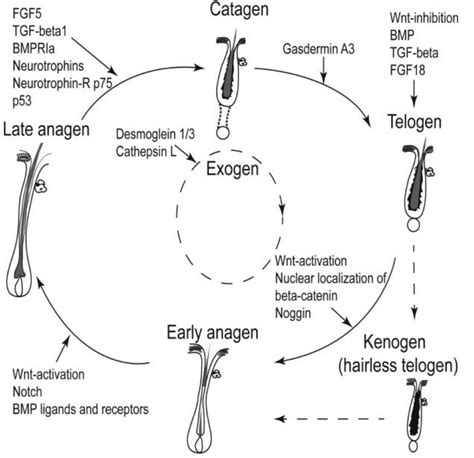 Hair Growth Cycle | Hair Catalyst to support normal hair growth cycle