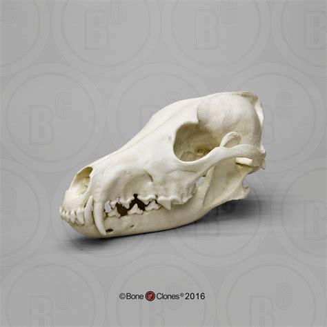 Canid Comparison Economy Skull Set Cast Replicas - #COMP-140 | Darwin and Wallace: A Nature ...