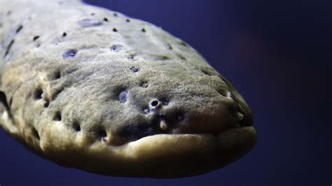 Newly described species of electric eel serves up shocks of 860 volts | NOVA | PBS