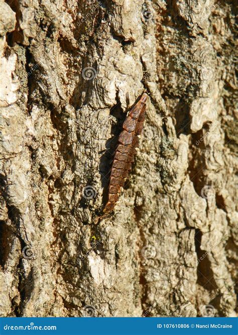 Glow Worm Segmented Larva of the Firefly Beetle Stock Photo - Image of ...