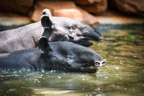 Premium Photo | Tapir swimming on the water in the wildlife sanctuary - tapirus terrestris or ...