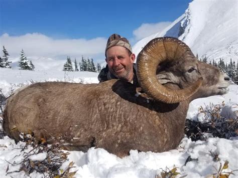 Bighorn Sheep Hunting Outfitters Alberta Canada - 14 Day Exciting Trophy Hunts