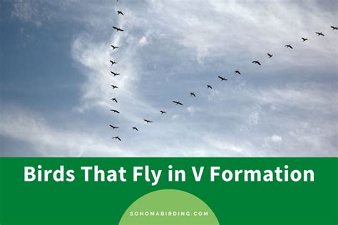 7 Birds That Fly in V Formation - Sonoma Birding