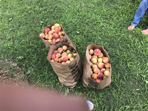 Not bad for a dwarf Peach tree : r/gardening