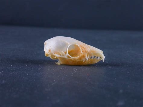 Common Tree Shrew Skull | Antlers Horns and Skulls