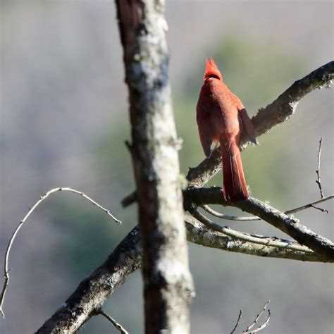 Illinois State Bird - Bird Watching Academy