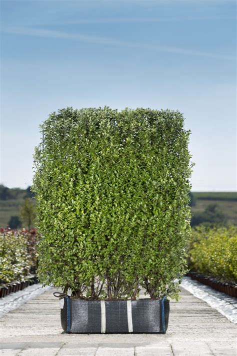 Pittosporum ten. Golf Ball - Readyhedge