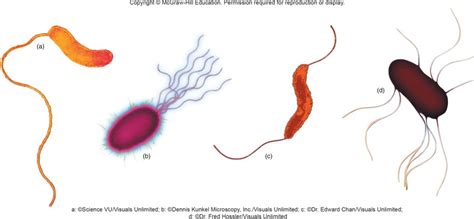 Flagella Arrangement Diagram | Quizlet