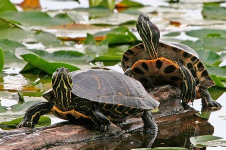 Red-eared Slider Facts - NatureMapping