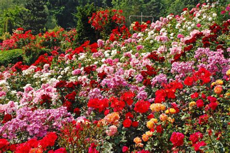 10 Types of Roses That are Perfect For Your Landscaping