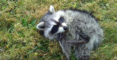 What are Some Ways to Kill a Raccoon in the Yard?