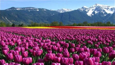 Tulip Festival 2024 Dates - Windy Bernadine